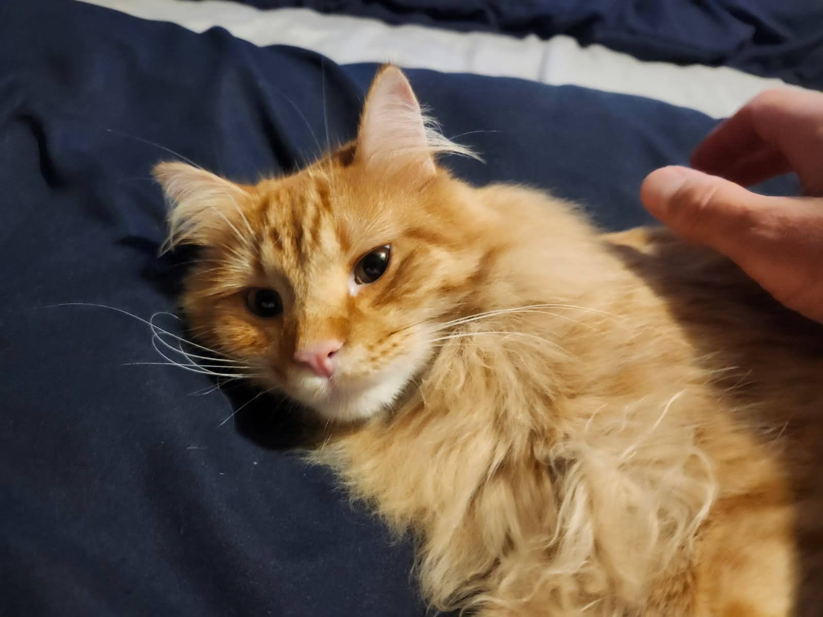 Example headstone photo of Harvey, an orange long-haired cat