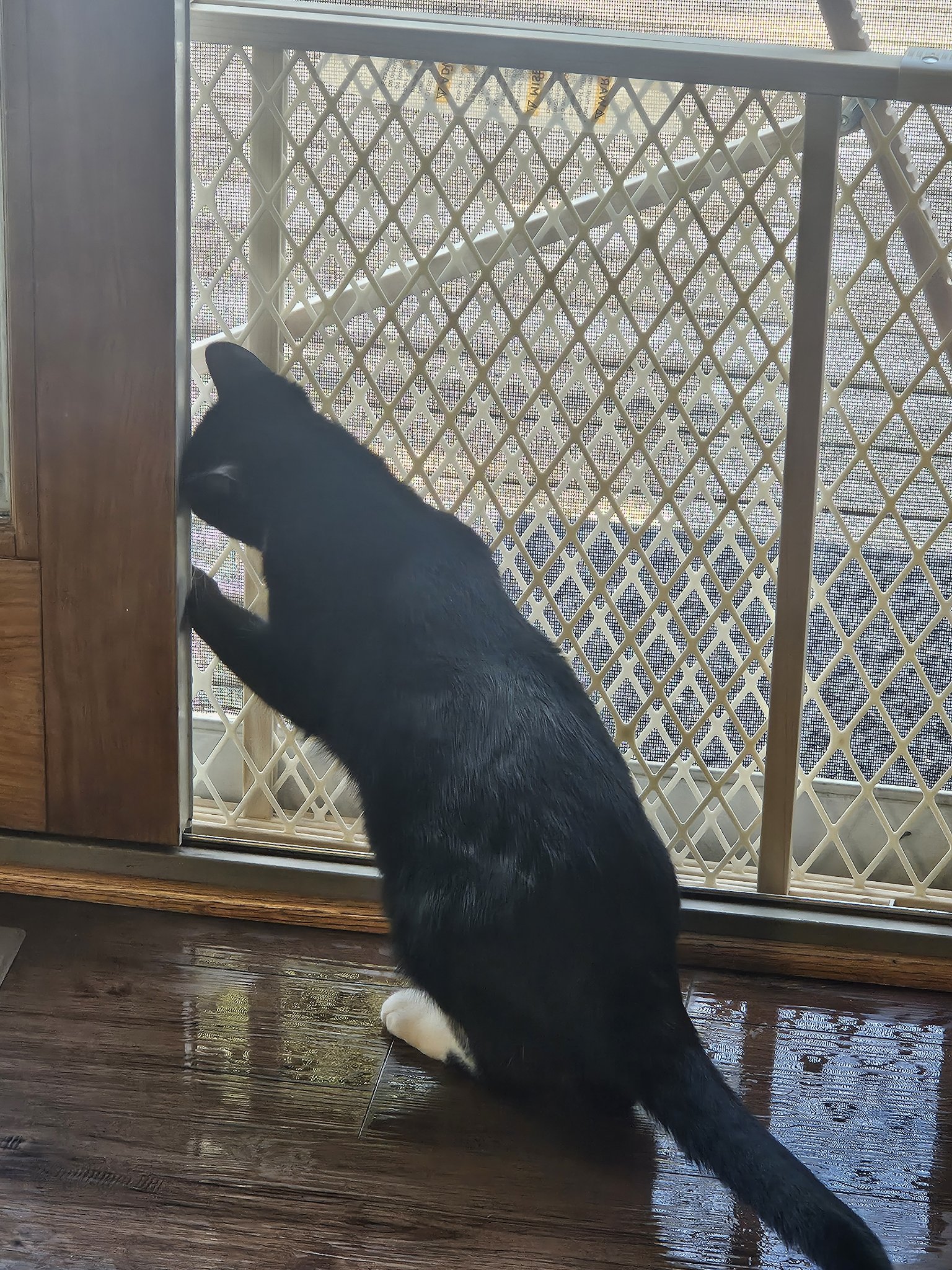 Example headstone photo of Stormy, a tuxedo cat looking out curiously